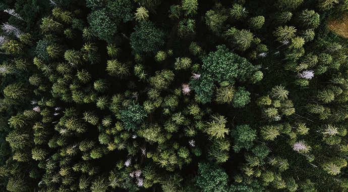 Bilden föreställer en skog från ovan.